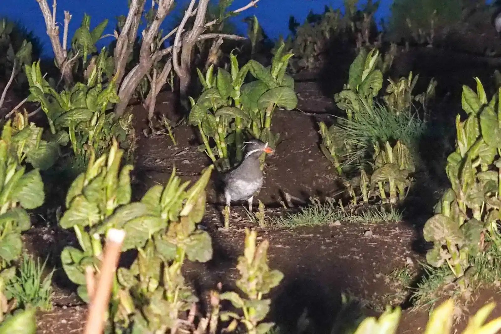 🏛️ 홋카이도 박물관(홋카이도 하쿠부츠칸) 이미지 8